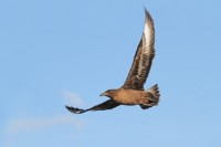 Bekijk details van Lezing: Vogels rondom de Zuidpier